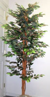 Green Ficus Tree